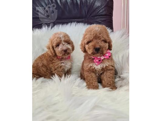 Labradoodle κουτάβια F1B